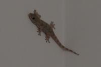 Tarentola mauritanica