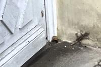 Tarentola mauritanica