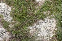 Hierophis viridiflavus