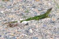 Lacerta bilineata