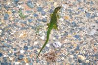 Lacerta bilineata