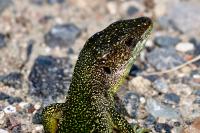 Lacerta bilineata