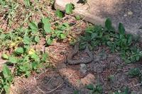 Vipera aspis