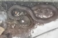 Hierophis viridiflavus