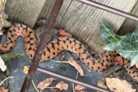 Vipera aspis