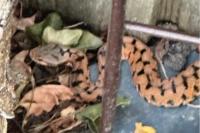 Vipera aspis