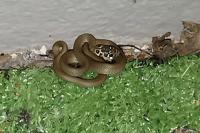 Hierophis viridiflavus