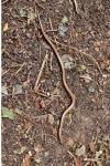 Anguis fragilis