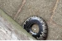 Natrix helvetica