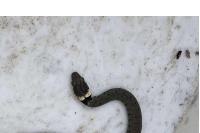 Natrix helvetica