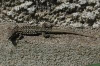 Podarcis muralis