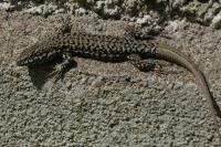 Podarcis muralis