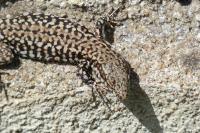 Podarcis muralis