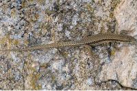 Podarcis muralis