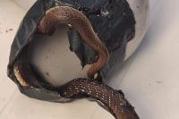 Zamenis longissimus