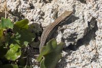 Podarcis muralis