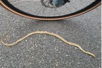 Zamenis longissimus