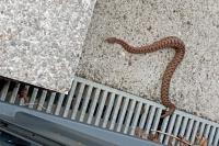 Vipera aspis