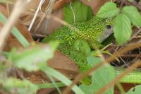 Lacerta bilineata