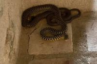Hierophis viridiflavus