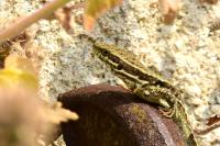 Podarcis muralis
