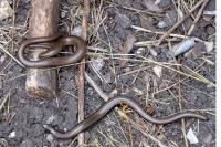 Anguis fragilis