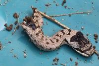 Coronella austriaca