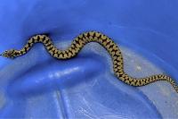 Vipera aspis