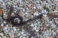 Zamenis longissimus