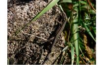 Podarcis muralis