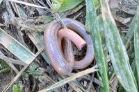 Anguis fragilis