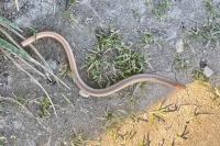 Anguis fragilis