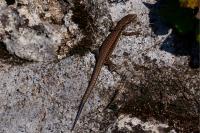 Podarcis muralis