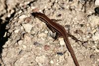 Podarcis muralis