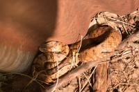 Vipera aspis