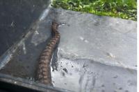 Vipera aspis