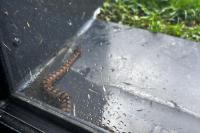 Vipera aspis