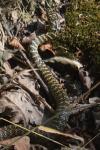 Hierophis viridiflavus