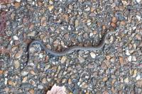 Zamenis longissimus