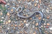 Zamenis longissimus