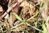 Vipera aspis