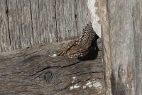 Podarcis muralis