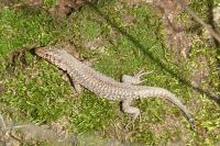 Podarcis muralis