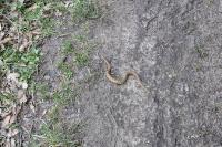 Vipera aspis