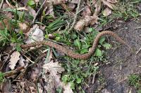 Vipera aspis