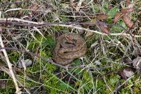 Vipera aspis
