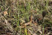 Vipera aspis
