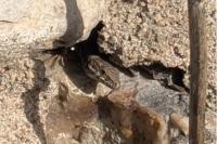 Podarcis muralis