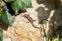 Podarcis muralis