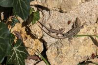 Podarcis muralis